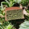 Barre verte vegan cacahuète Spiruline sans gluten à l'unité PROLINEA